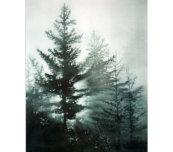 570x503 Pine Tree Forest