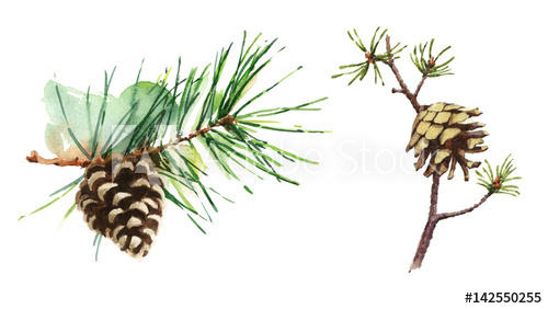 500x282 Watercolor Pine And Fir Cones On Branch Hand Painted Forest