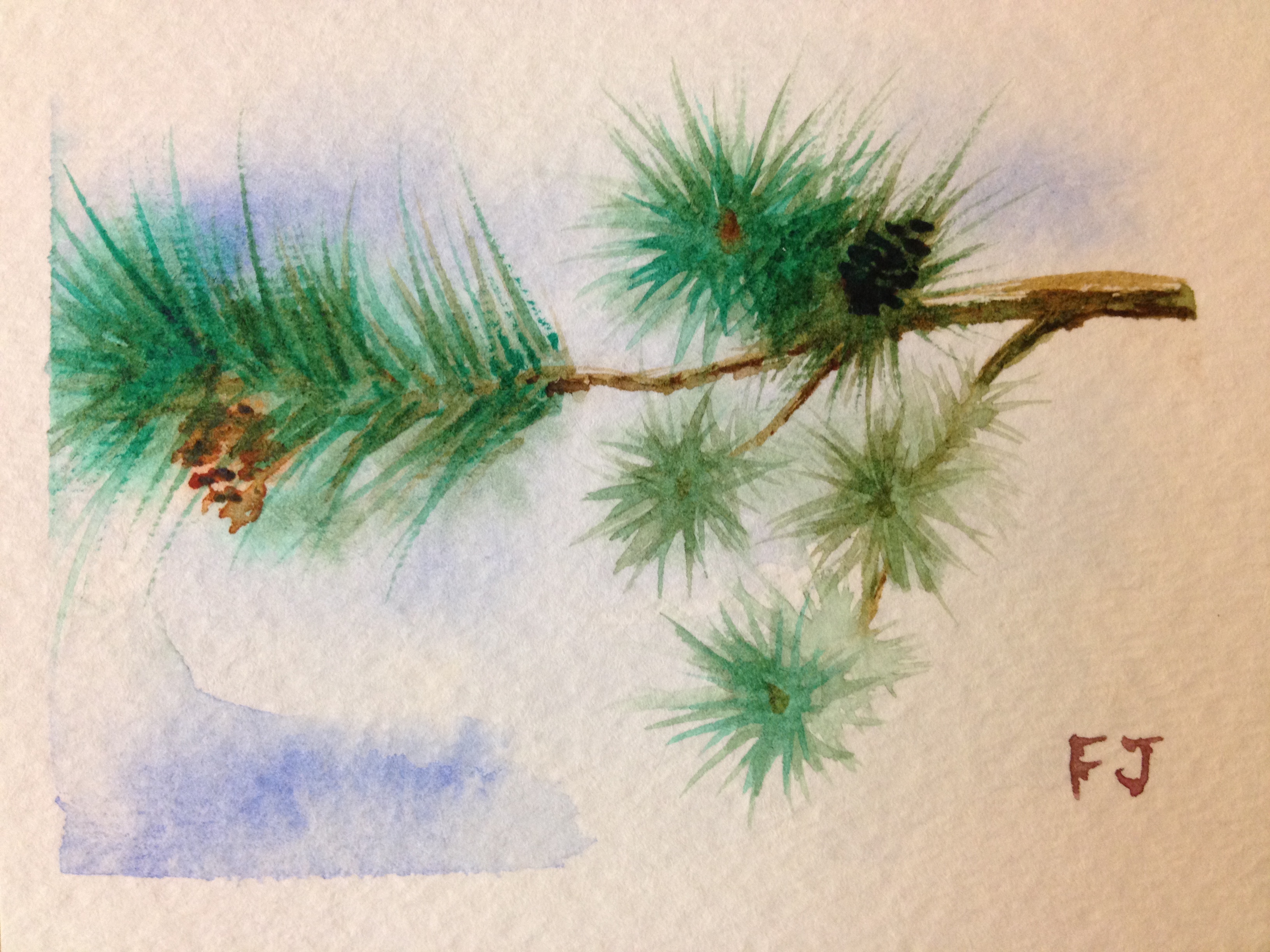 3264x2448 Quick Sketch Of A Pine Branch In Watercolor Physician Artist
