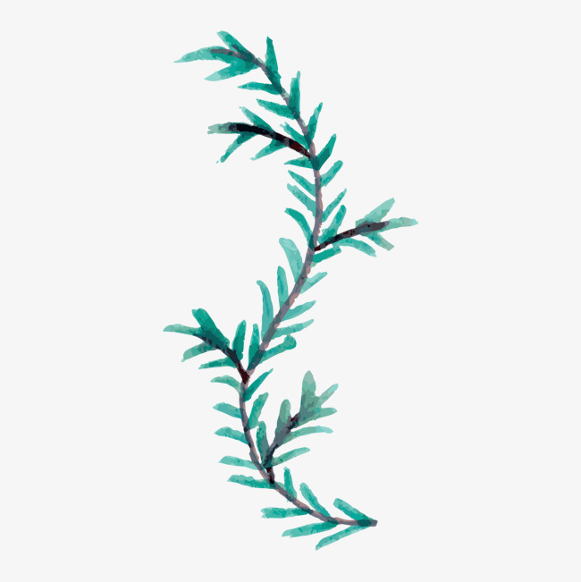 650x651 Watercolor Bent Pine Branches, Watercolor Clipart, Watercolor