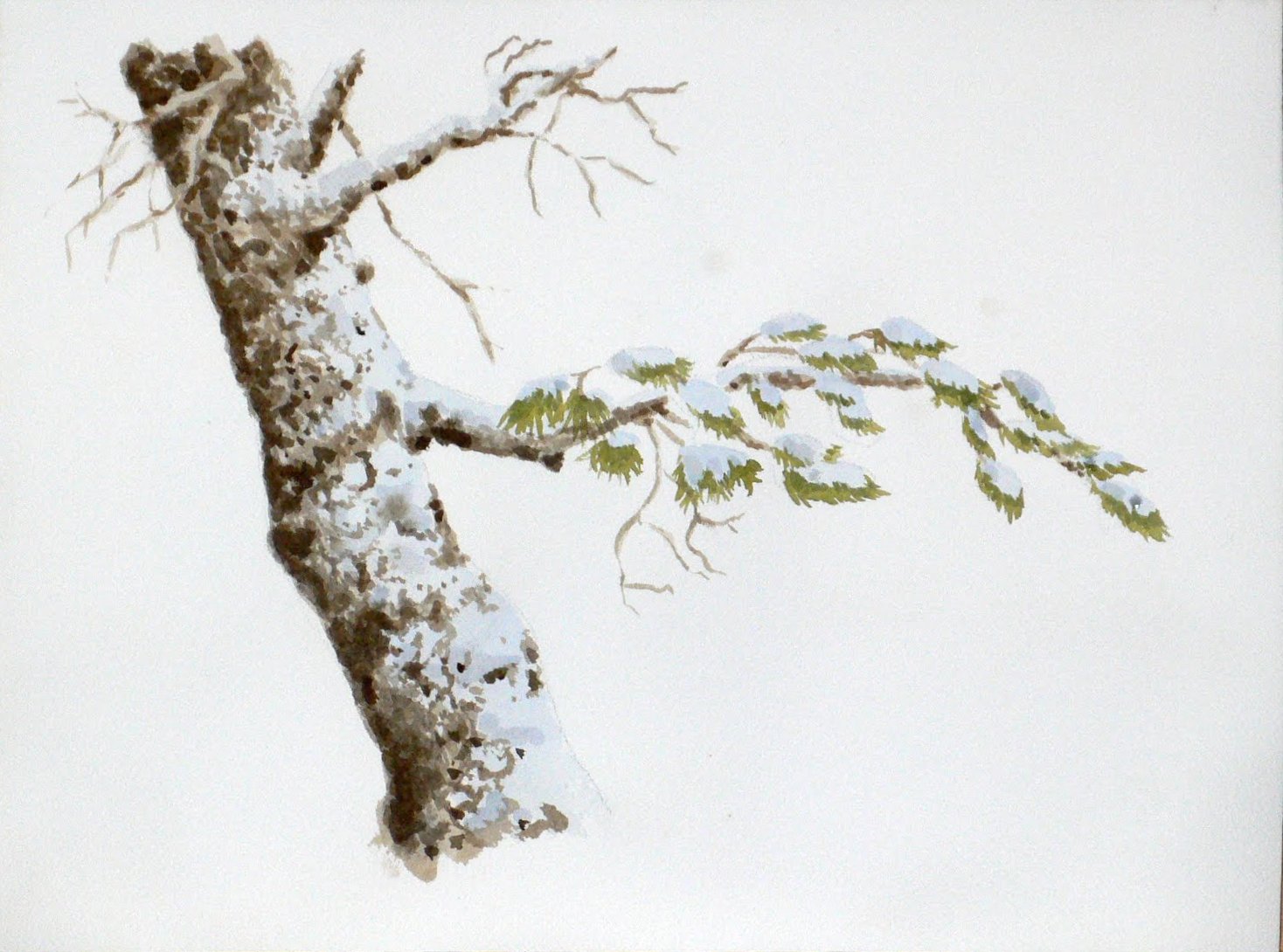 1468x1090 Watercolor Blog Winter Pine Branch, My First Wc In 20 Years