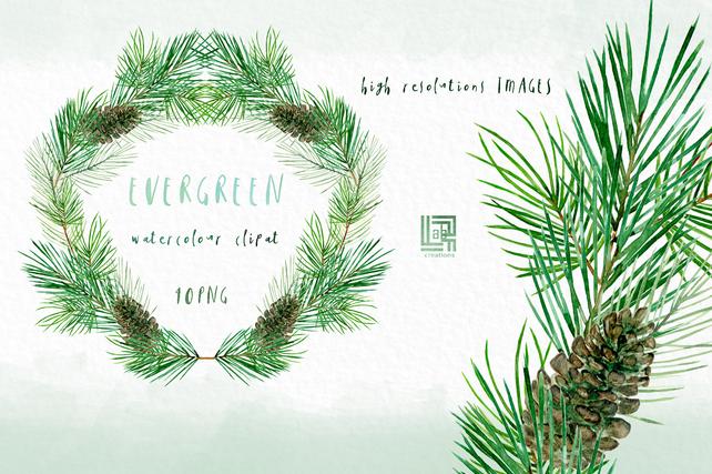 642x427 Evergreen. Pine Branches And Wreaths. Watercolor Clip Art Etsy