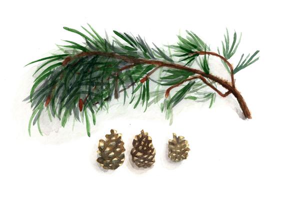 570x401 Pine Branch And Pinecones Watercolor Print 5 X 7 Etsy