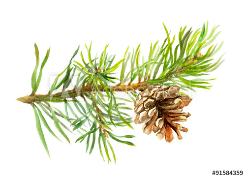 500x362 Pine Tree Branch With Cone. Watercolor