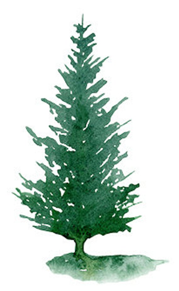 570x927 Pine Tree Clipart Painted