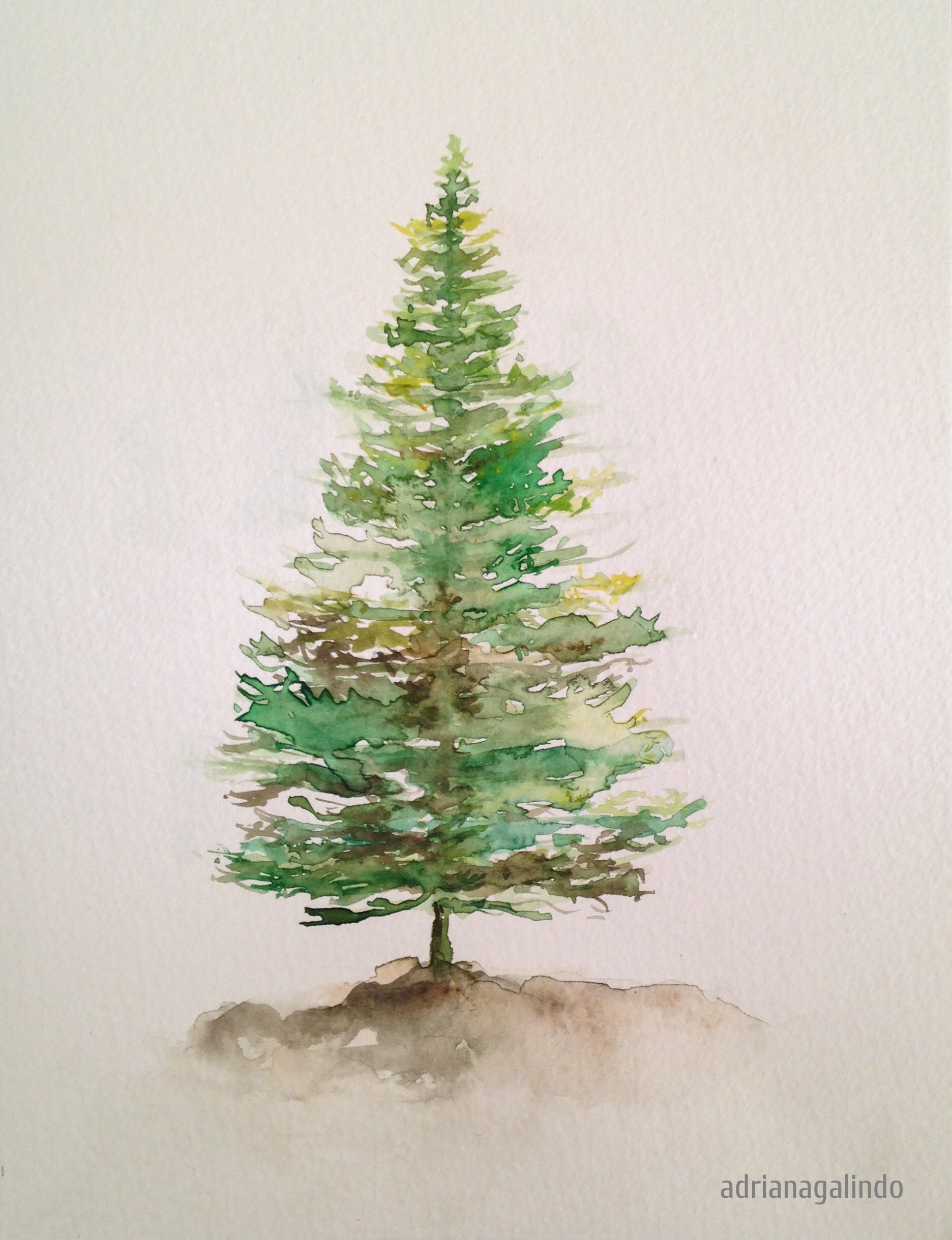 1872x2439 Drawn Pine Tree Watercolor