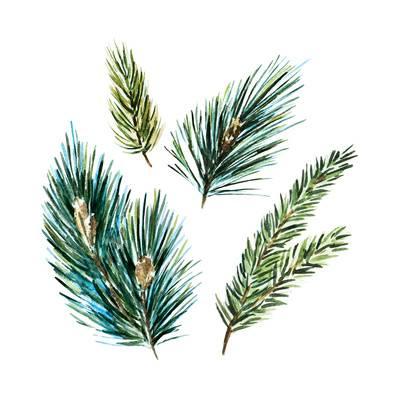 400x400 Watercolor Fir Tree Branches Art Print By Zenina