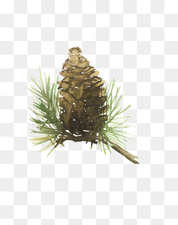 260x329 Pine Cone Png, Vectors, Psd, And Clipart For Free Download Pngtree