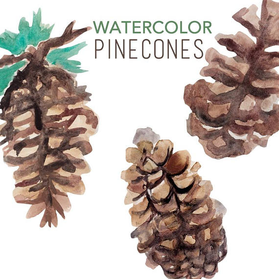 570x570 Pinecone Clipart Watercolor ~ Frames ~ Illustrations ~ Hd Images