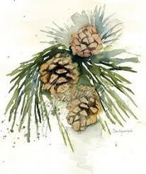 206x244 Image Result For Watercolor Pine Cone Watercolor