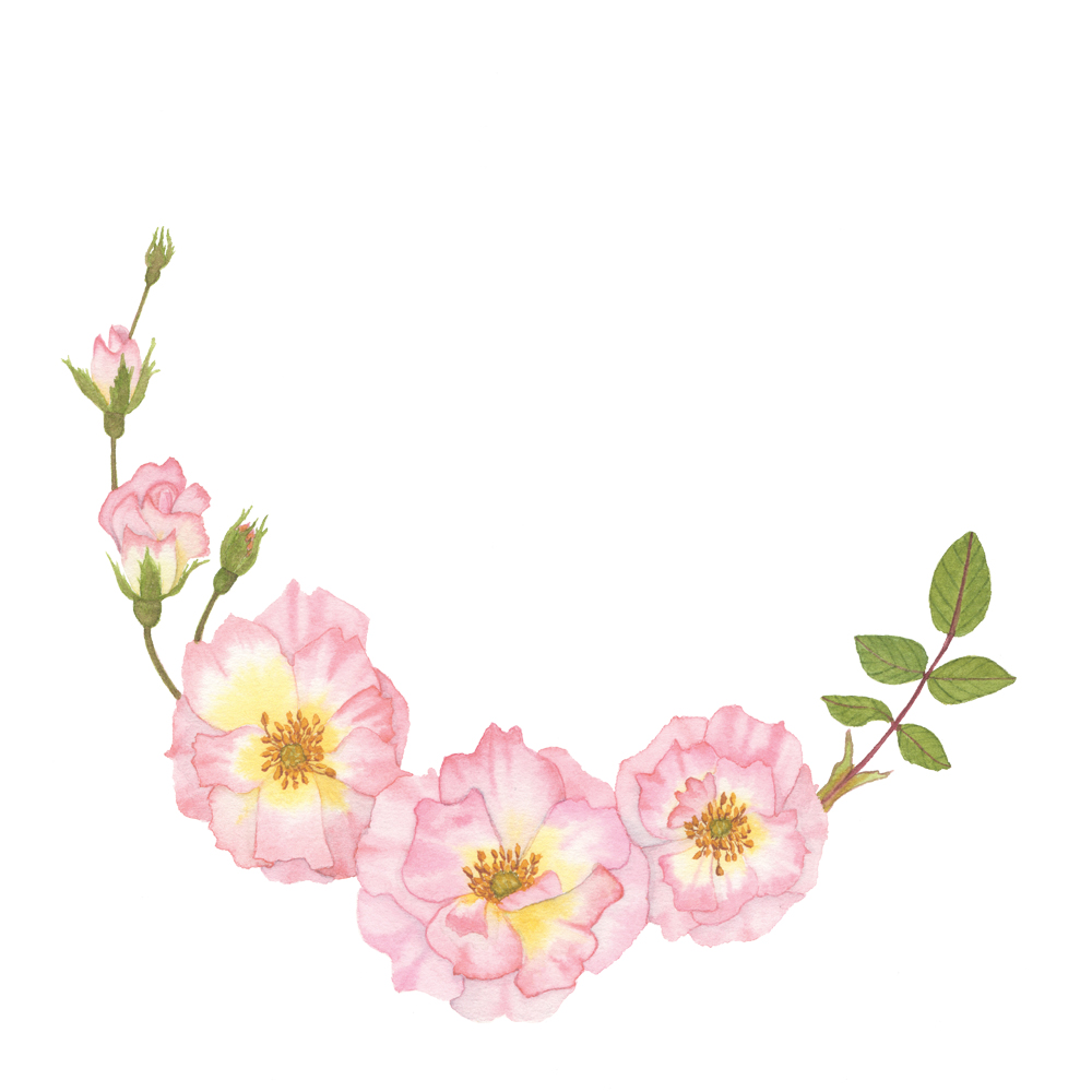1000x1000 Pink Roses Watercolor Wreath My Giant Strawberry