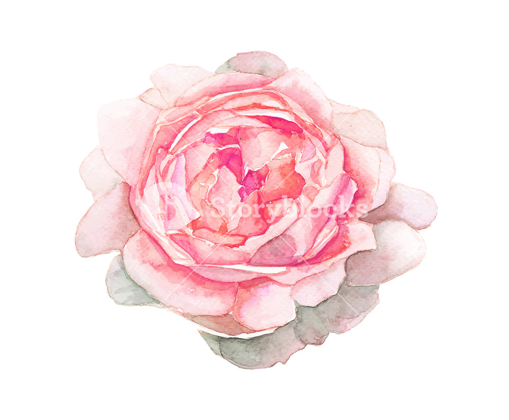 1000x825 The Isolated Watercolor Pink Flower Painting On White Background