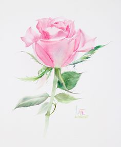 236x288 129 Best Watercolor Without Drawing Rose By Lafe Images On