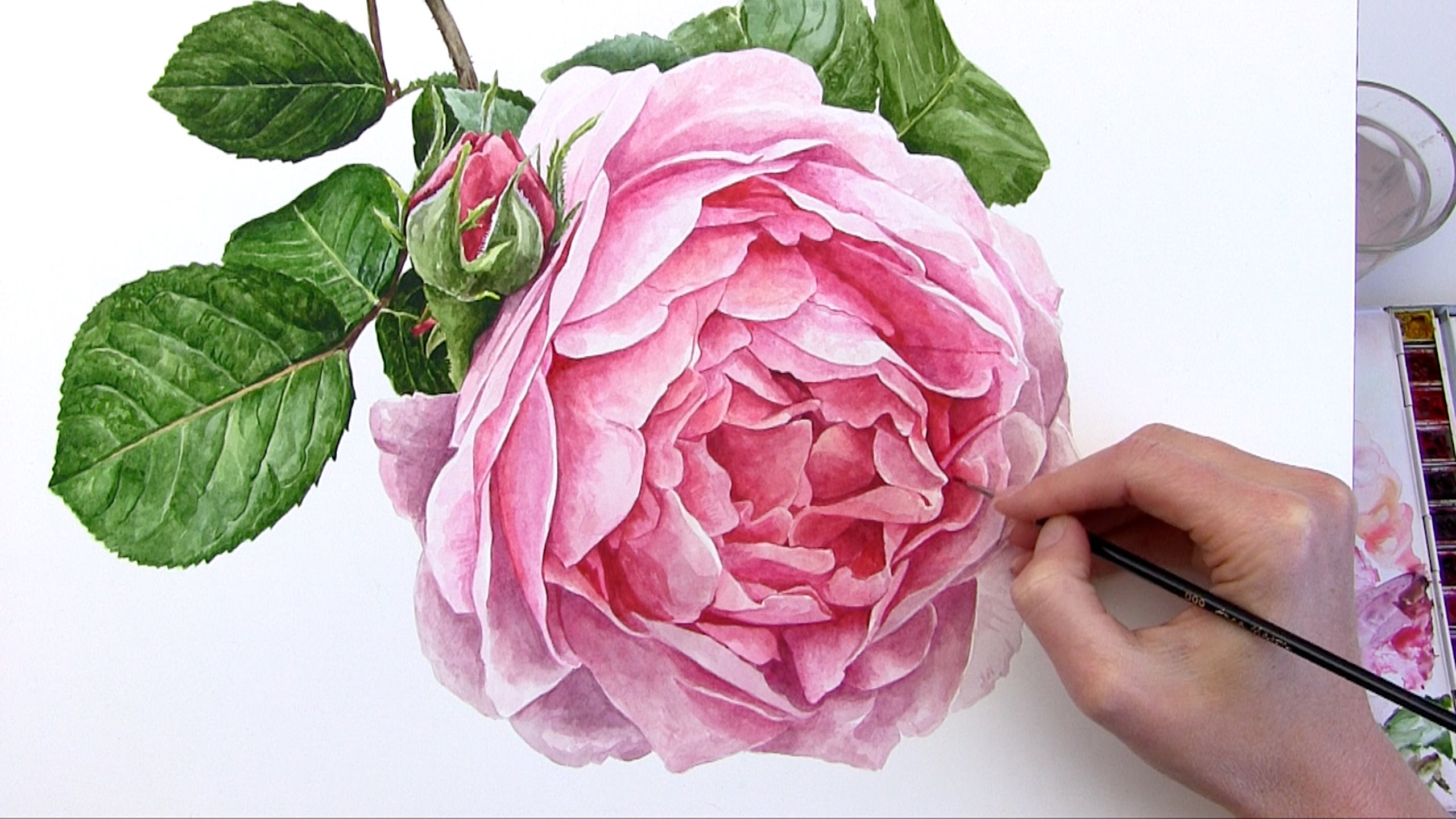 2560x1440 How To Paint A Realistic Rose Flower In Watercolour