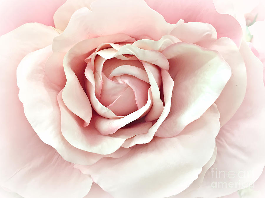 900x675 Blush Pink Rose