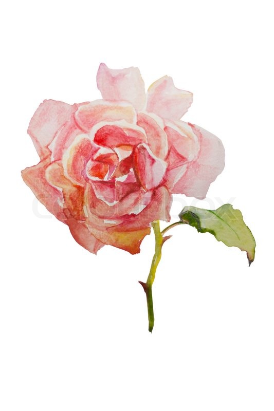 533x800 Watercolor Pink Rose Isolated Stock Photo Colourbox