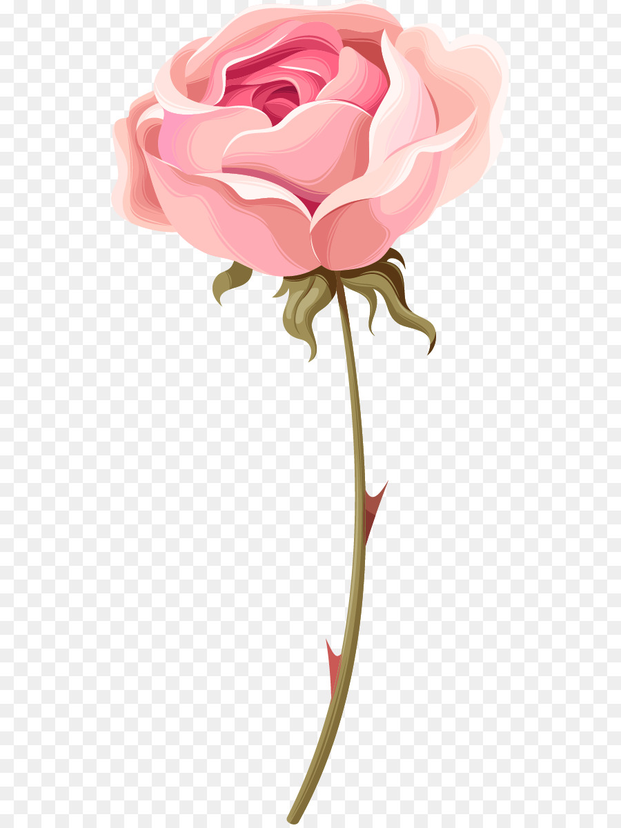 900x1200 Garden Roses Beach Rose Centifolia Roses Pink