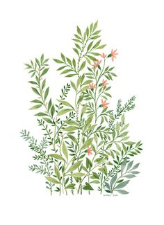 236x325 783 Best Watercolor Plants Images In 2018 Flower