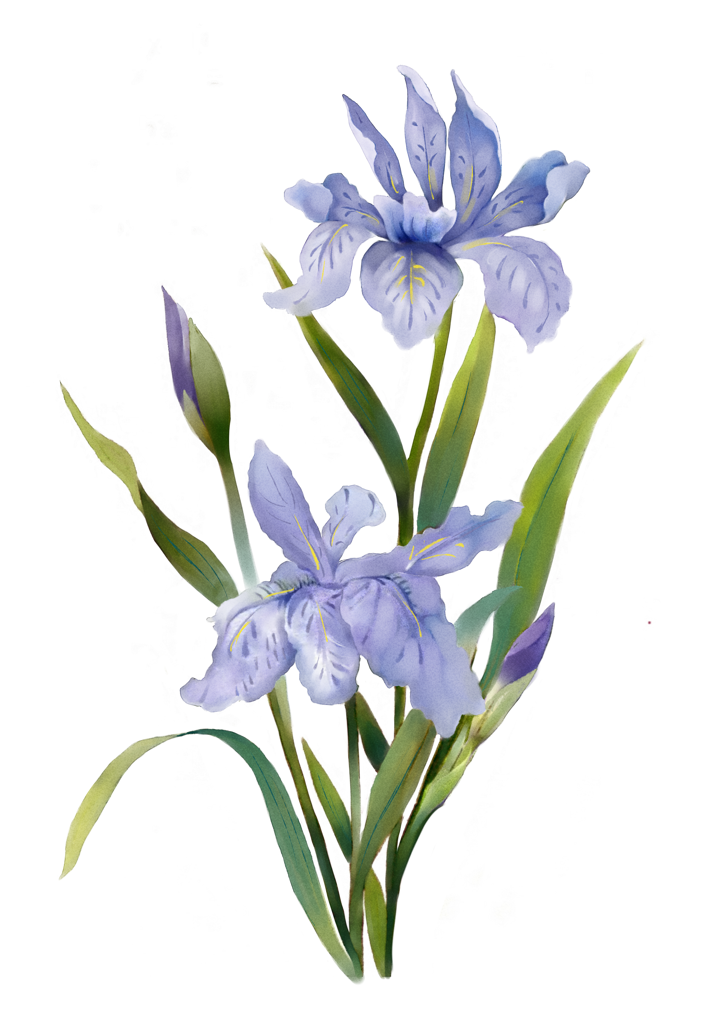 2480x3508 Watercolor Flowers Watercolor Painting