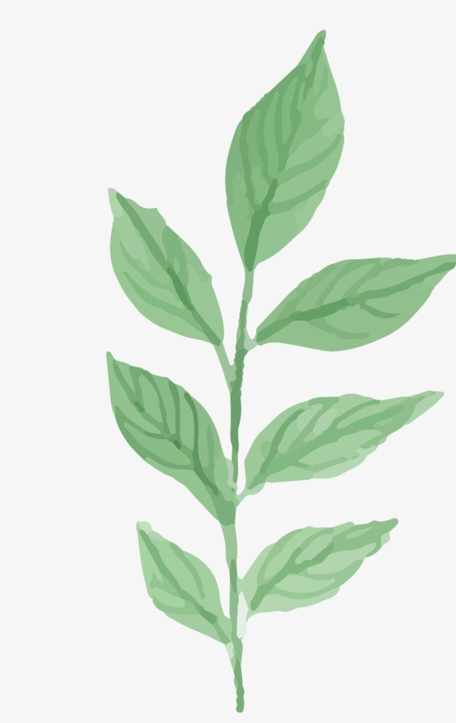 650x1029 Watercolor Plants, Watercolor Clipart, Plants Clipart, Leaf Png