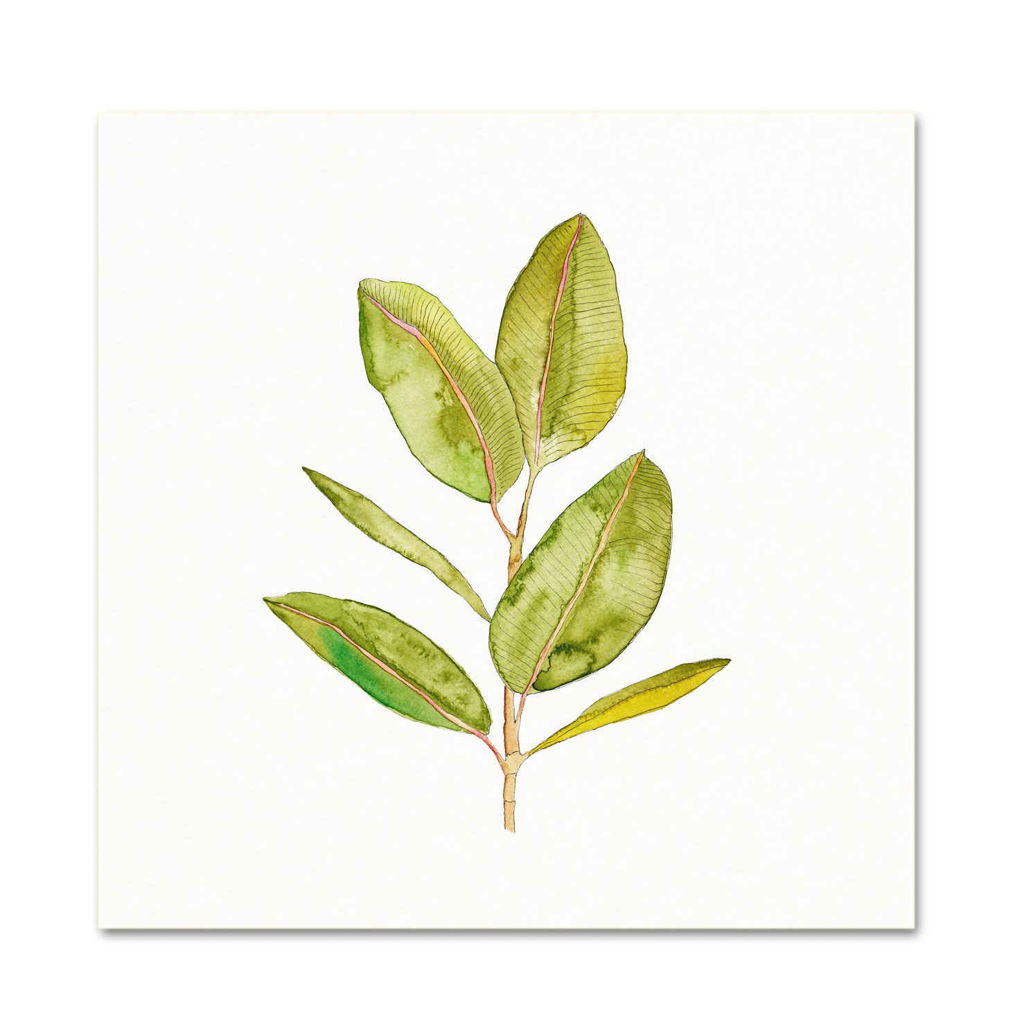1475x1475 Watercolor Rubber Plant