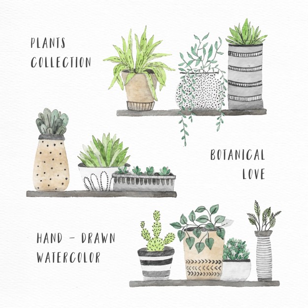 626x626 Watercolor House Plants Collection Vector Free Download