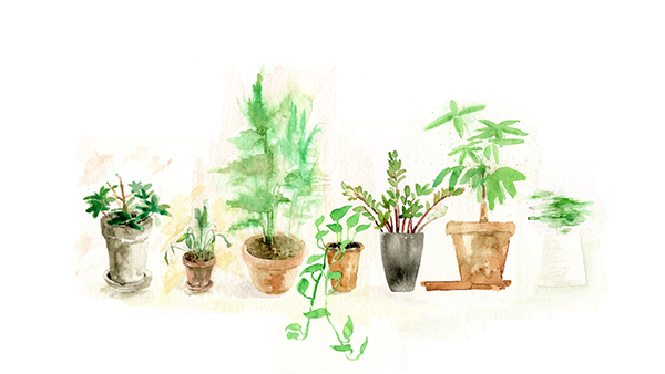 600x338 Watercolor Plants On Behance