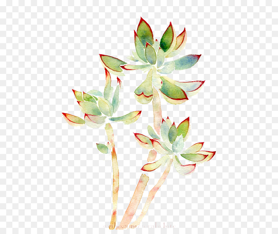 900x760 Download Watercolor Painting Succulent Plant Watercolor Plants