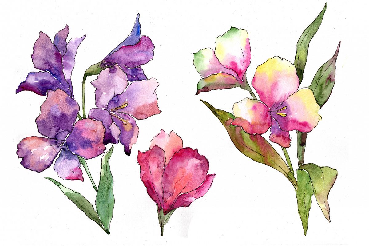 1200x800 Colorful Alstroemeria Png Watercolor Set