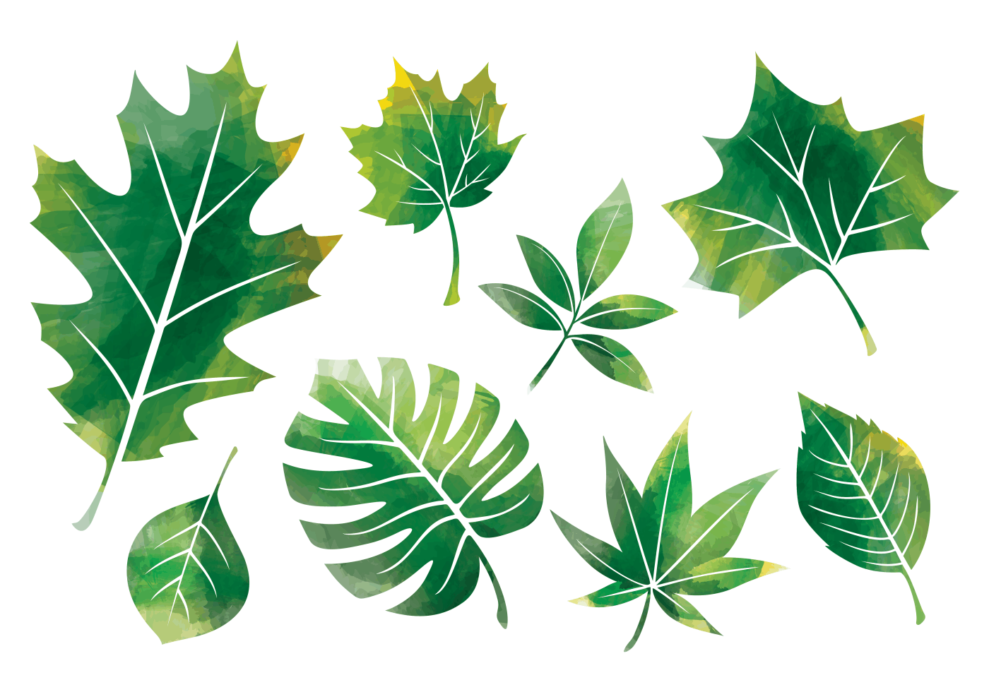 1400x980 Watercolor Leaves Free Vector Art