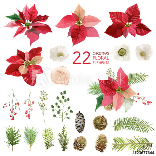 500x500 Poinsettia Flowers And Christmas Floral Elements