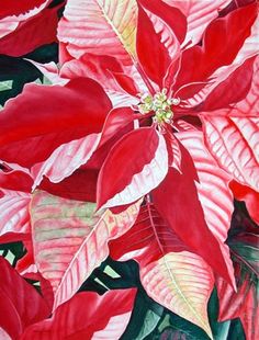 236x310 65 Best Watercolor Poinsettias Images In 2018