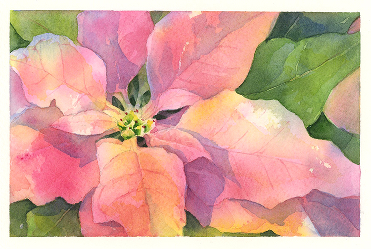 750x503 Poinsettia Drawn