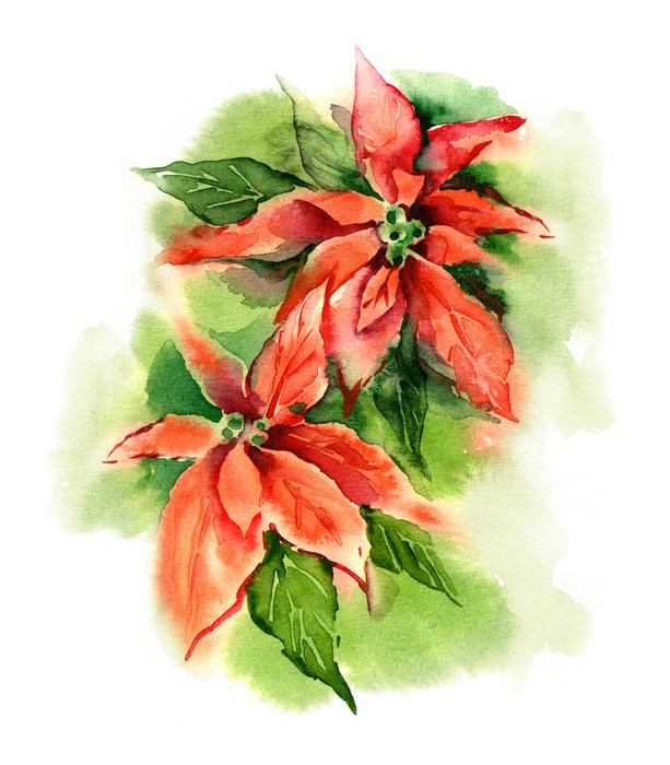 613x700 Watercolor Poinsettia (Bethlehem Star) Wall Mural We