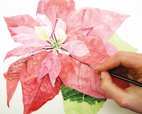 500x400 How To Paint A Poinsettia In Watercolour
