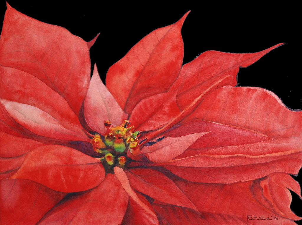1024x761 Poinsettia Watercolor Poinsettia Flower R Siska