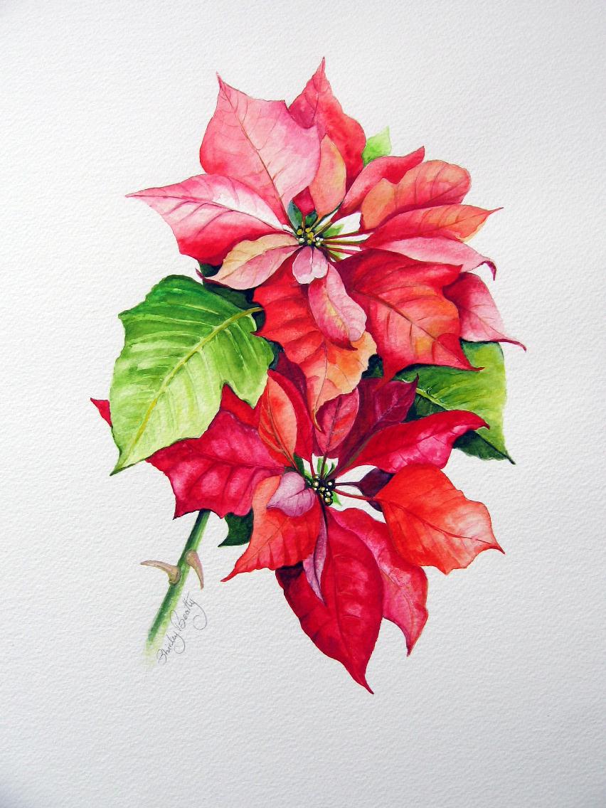 852x1136 Poinsettia By Shirley Beatty