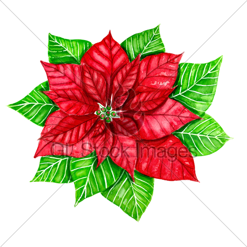 500x500 Watercolor Poinsettia Flower Gl Stock Images