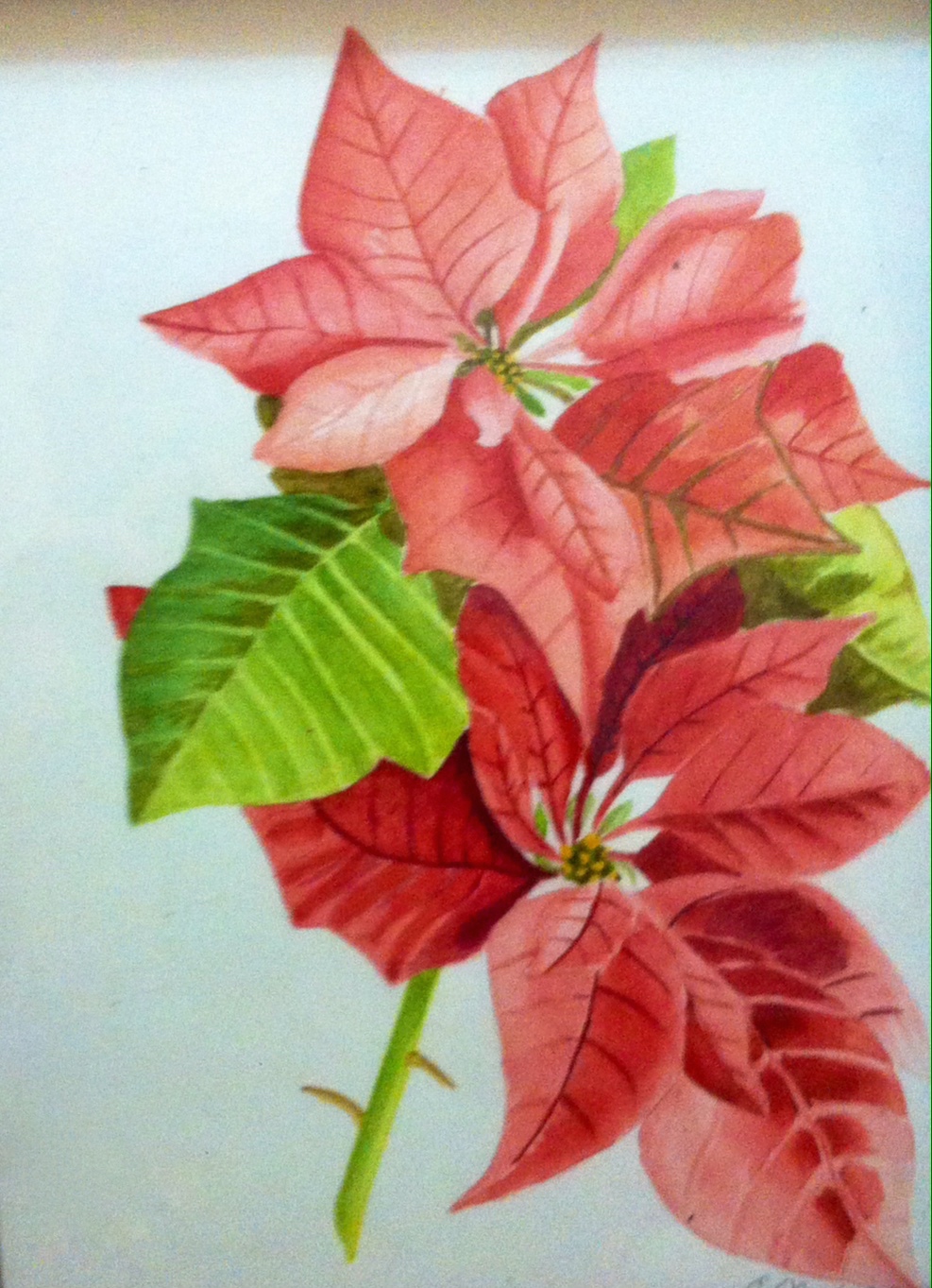 987x1363 Watercolor Poinsettia Brush With The Law