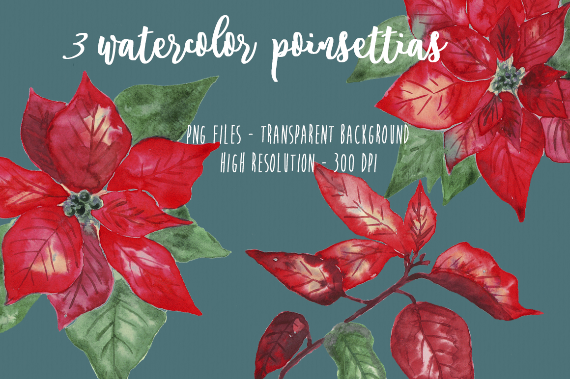 1160x772 Watercolor Poinsettias Christmas Flowers Leaves By Maraquela