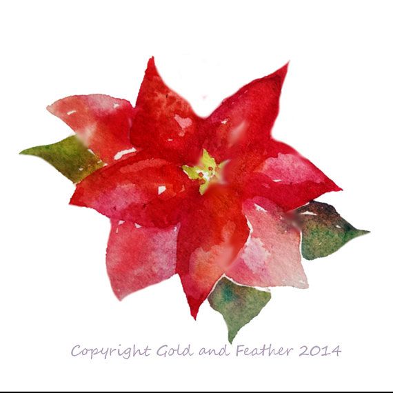 570x570 Watercolour Poinsettia Christmas Clip Art By Goldandfeather Art