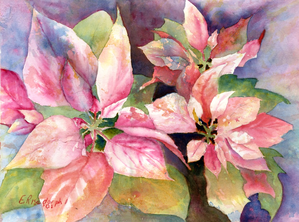 1000x742 Pink Poinsettia Original Holiday Christmas Watercolor Greeting