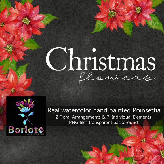570x570 Christmas Flowers Watercolor Poinsettia Red Clip Art Etsy