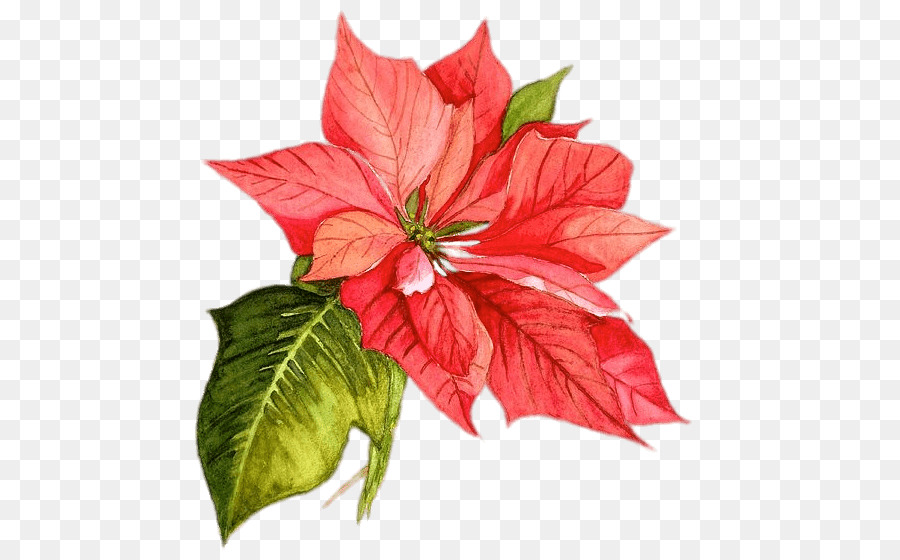 900x560 Download Poinsettia Christmas Watercolor Painting Flower
