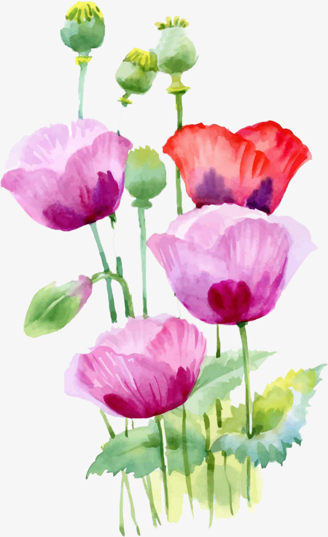 650x1063 Watercolor Poppy, Watercolor Clipart, Cartoon, Hand Painted Png