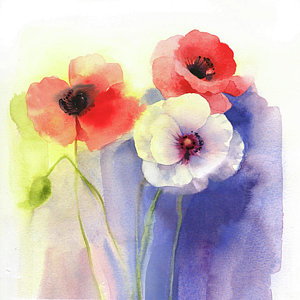 300x300 Watercolor Poppy Paintings