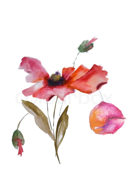 533x800 Watercolor Poppy Flower Stock Photo Colourbox