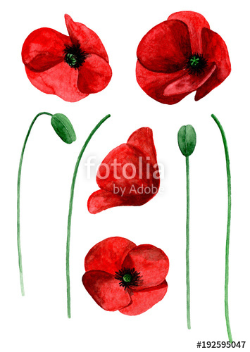 355x500 Watercolor Poppy Clip Art. Red Flowers Clipart Stock Photo And