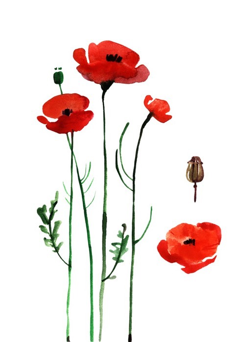 484x700 Watercolor Poppy, Hand Painted Draw Wall Mural We Live