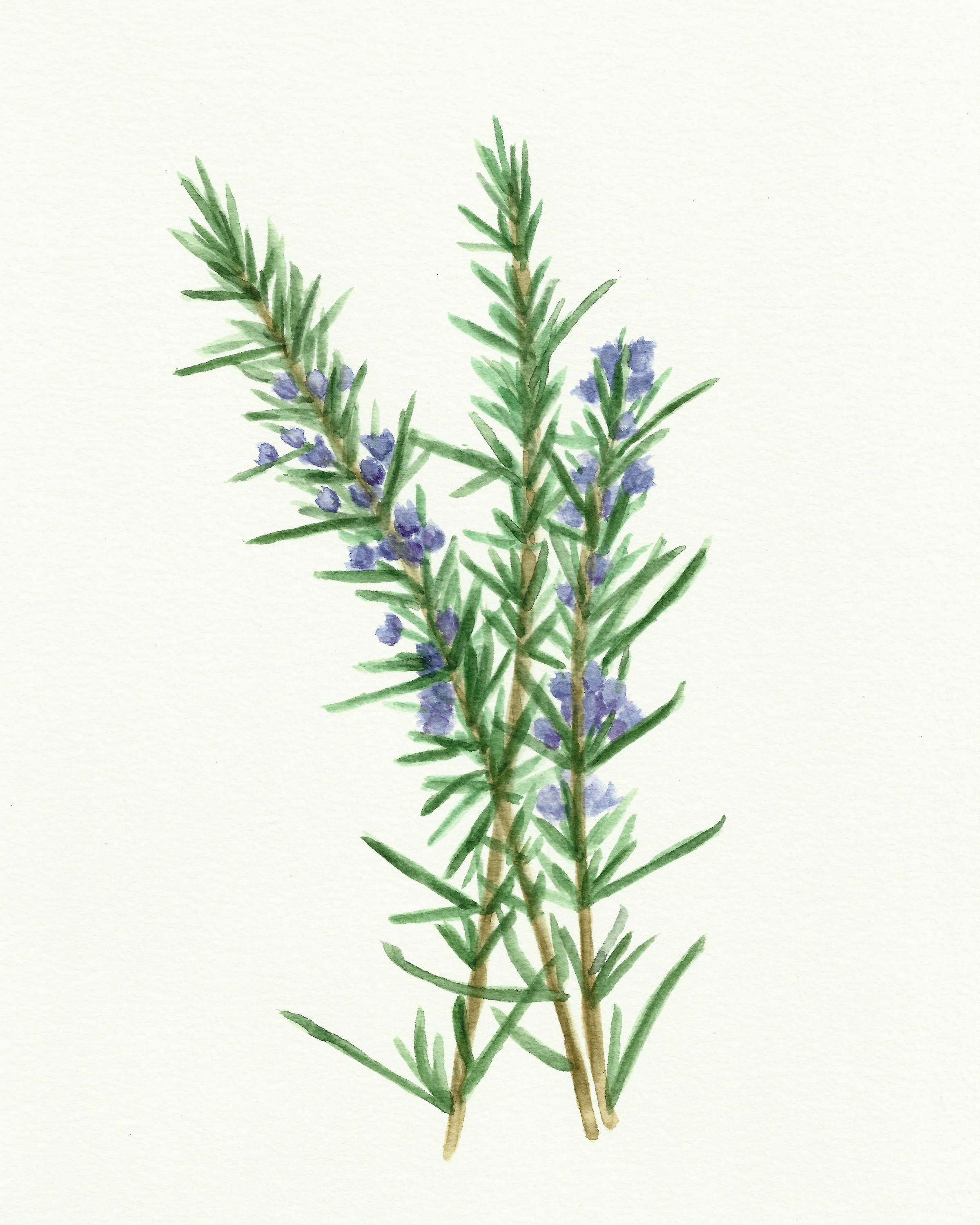 2400x3000 Free Herb Watercolor Printables Rosemary And Oregano!